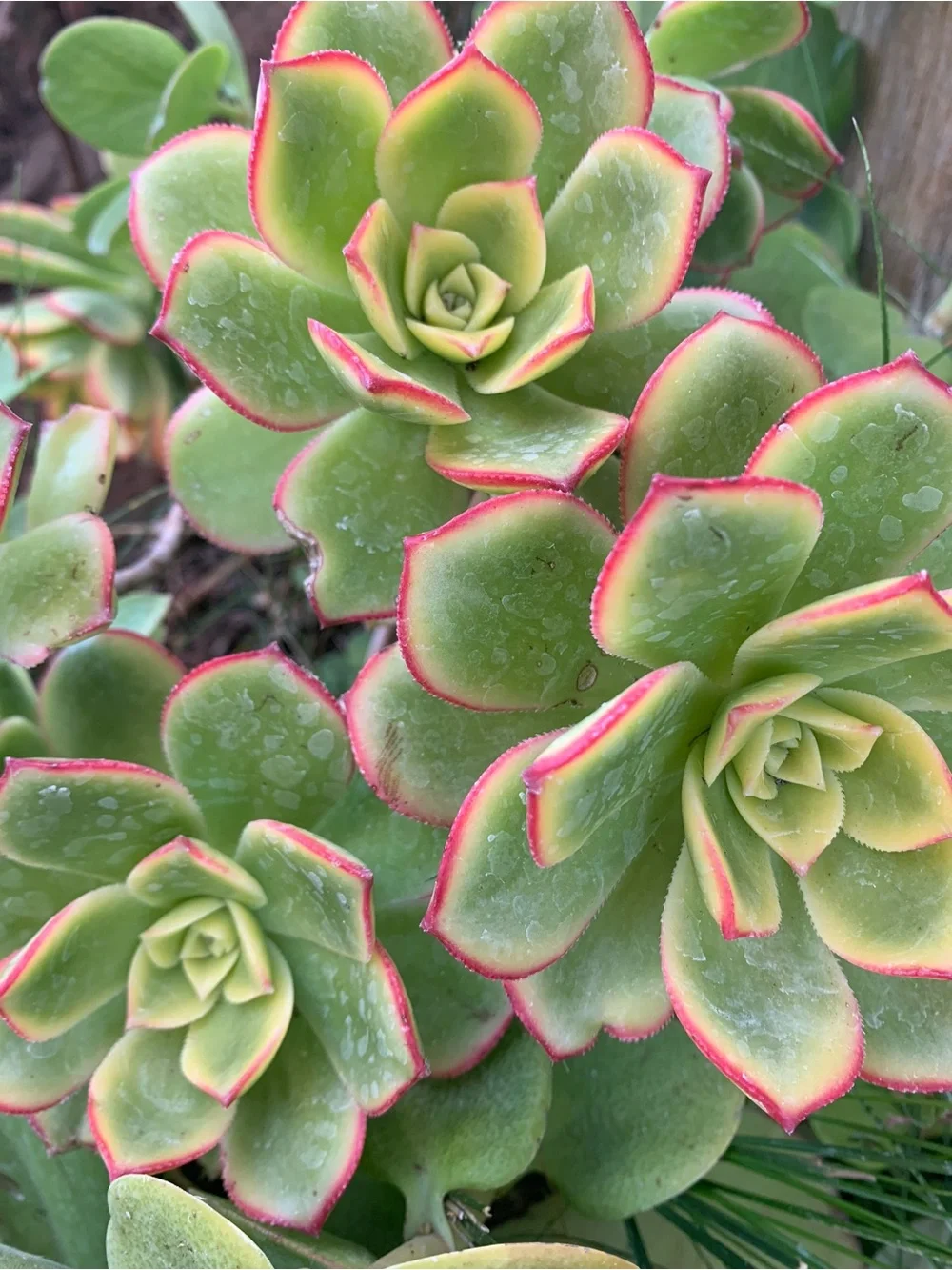 3 Aeonium Kiwi Succulent Cuttings Medium Sized 2-4 inch clipping garden plant